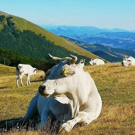 La Badia Cantiano